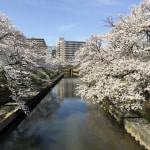 お花見行ってきました～