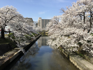 お花見行ってきました～